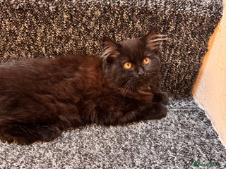 Scottish Fold cats - Advert 24