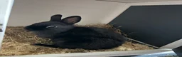 English rabbits for sale: Rabbit - Advert 2