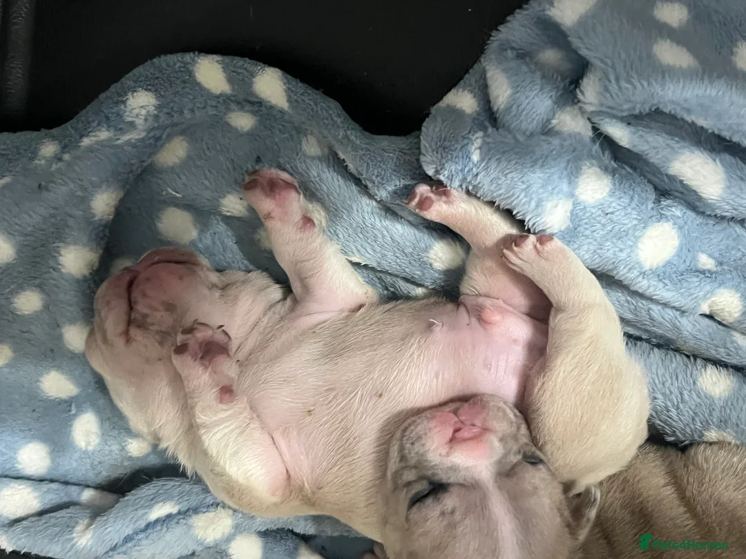 French Bulldog dogs for sale: 1 male French Bulldog Pup left  - Advert 17