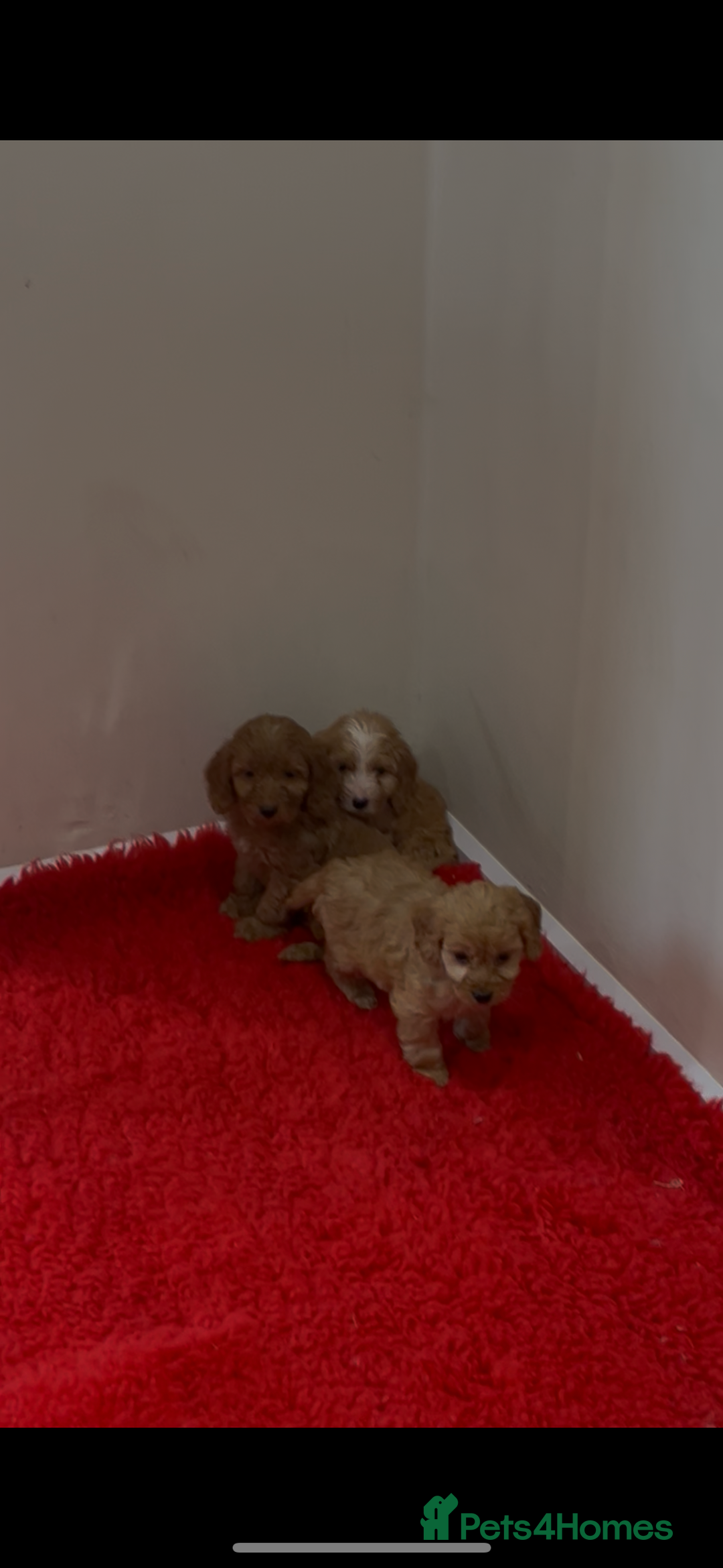 Cockapoo dogs for sale: Beautiful hereditary healthy male pups - Advert 17