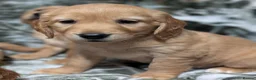 Cockerdor dogs for sale: Stunning Golden Cockerdor puppies  - Advert 6