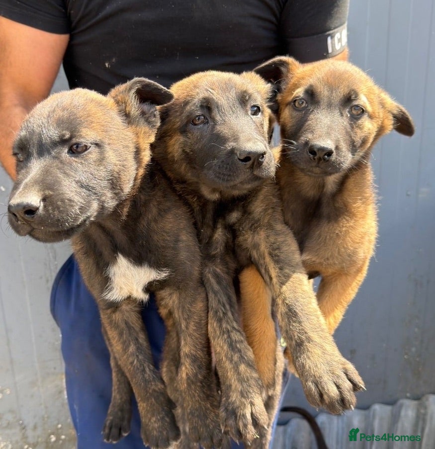 Belgian Shepherd Dog dogs Chunky WORKING LINE BELGIAN MALINOIS PUPPYS - Advert 1