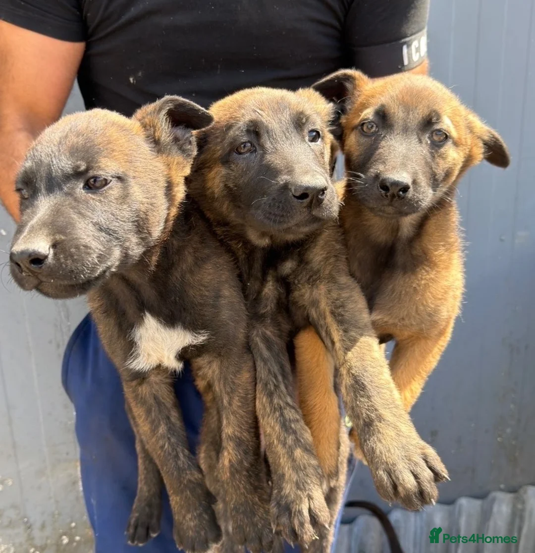 Belgian Shepherd Dog dogs for sale: Chunky WORKING LINE BELGIAN MALINOIS PUPPYS - Advert 1