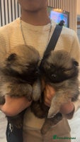 Pomeranian dogs - Advert 1