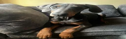 Dobermann dogs for sale: 9 month old female blue Doberman  - Advert 14