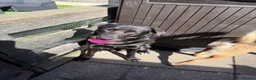 Mixed Breed dogs for sale: new home for both boys in Newcastle - Advert 2