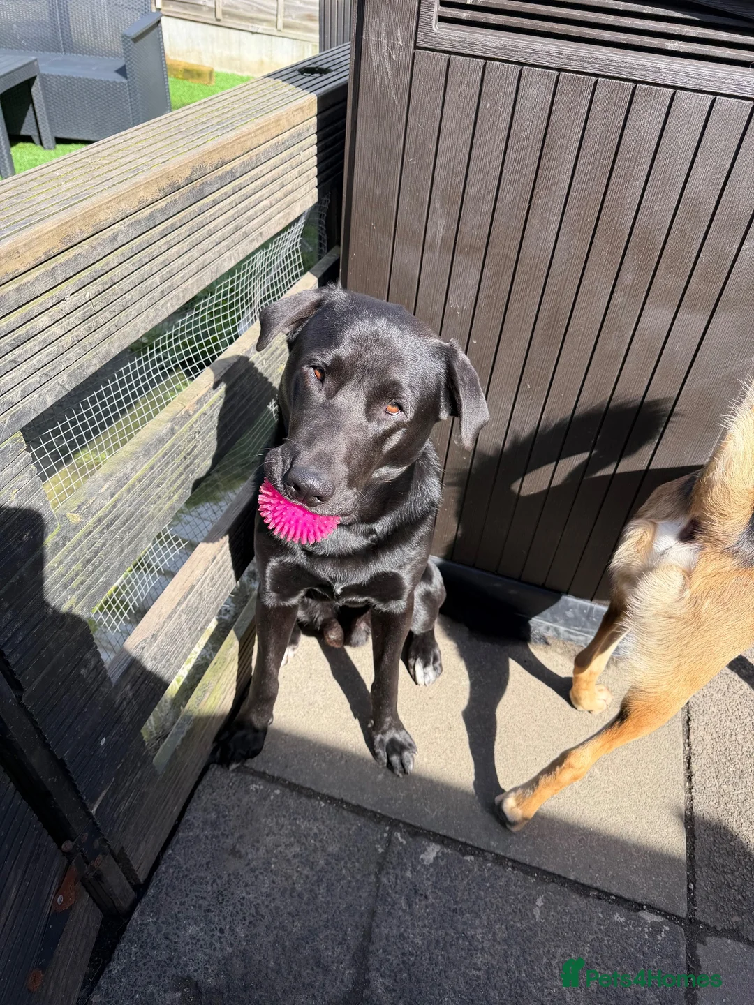 Mixed Breed dogs for sale: new home for both boys in Newcastle - Advert 2