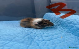 Guinea Pig rodents for sale: Baby guinea pigs  - Image 1