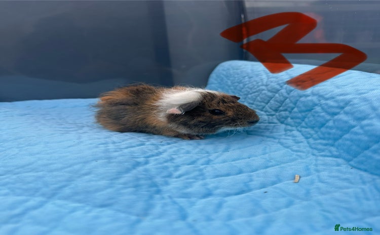 Guinea Pig rodents - Advert 1
