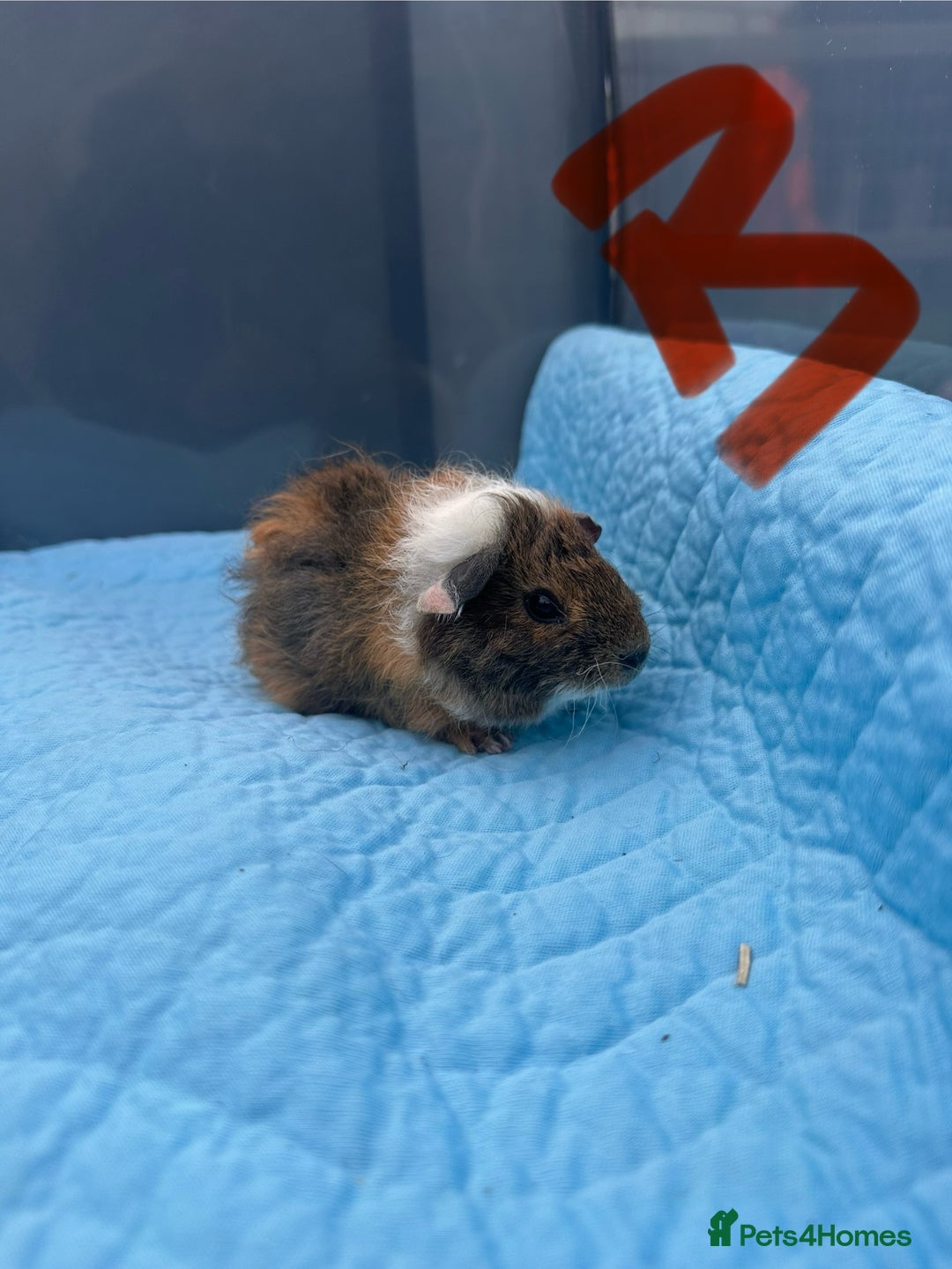 Guinea Pig rodents for sale: Baby guinea pigs  - Image 1