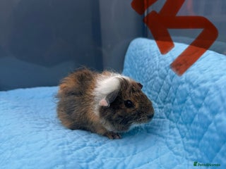 Guinea Pig rodents - Advert 28