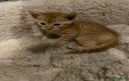 Mixed Breed cats for sale: Kittens for sale - Image 3