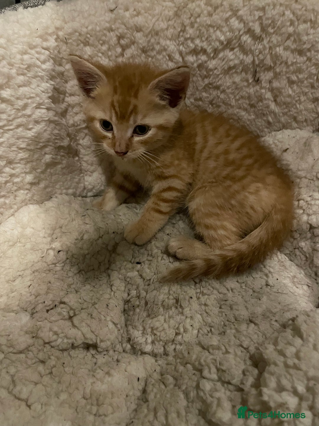 Mixed Breed cats for sale: Kittens for sale - Image 3