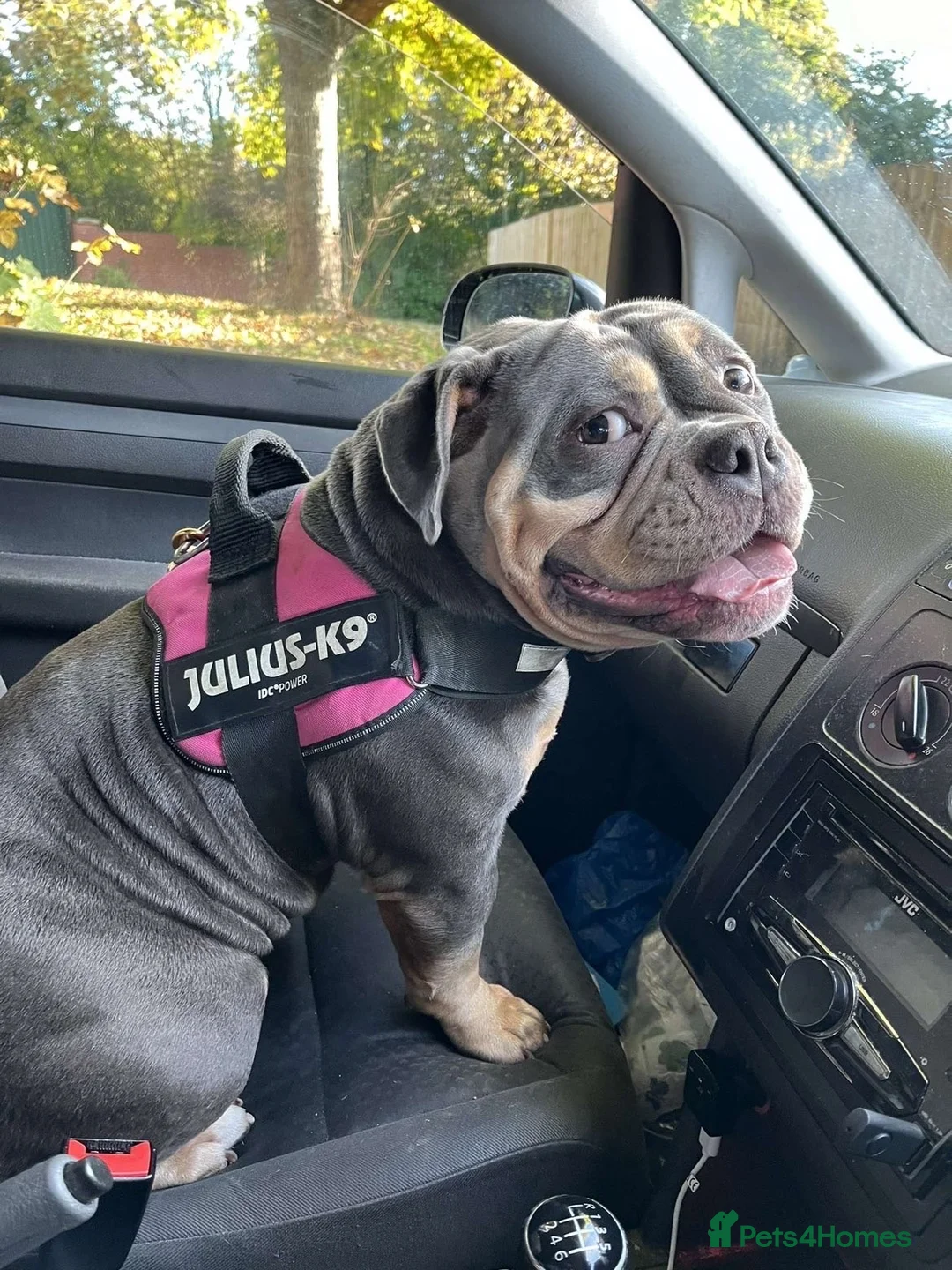 American Bully dogs for sale: Pocket bully  - Advert 4