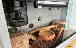 Python Snake reptiles for sale: Mojave ball python with complete set up - Image 2