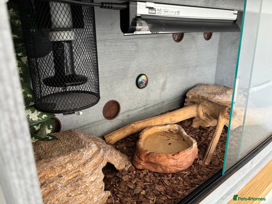 Python Snake reptiles for sale: Mojave ball python with complete set up - Image 2