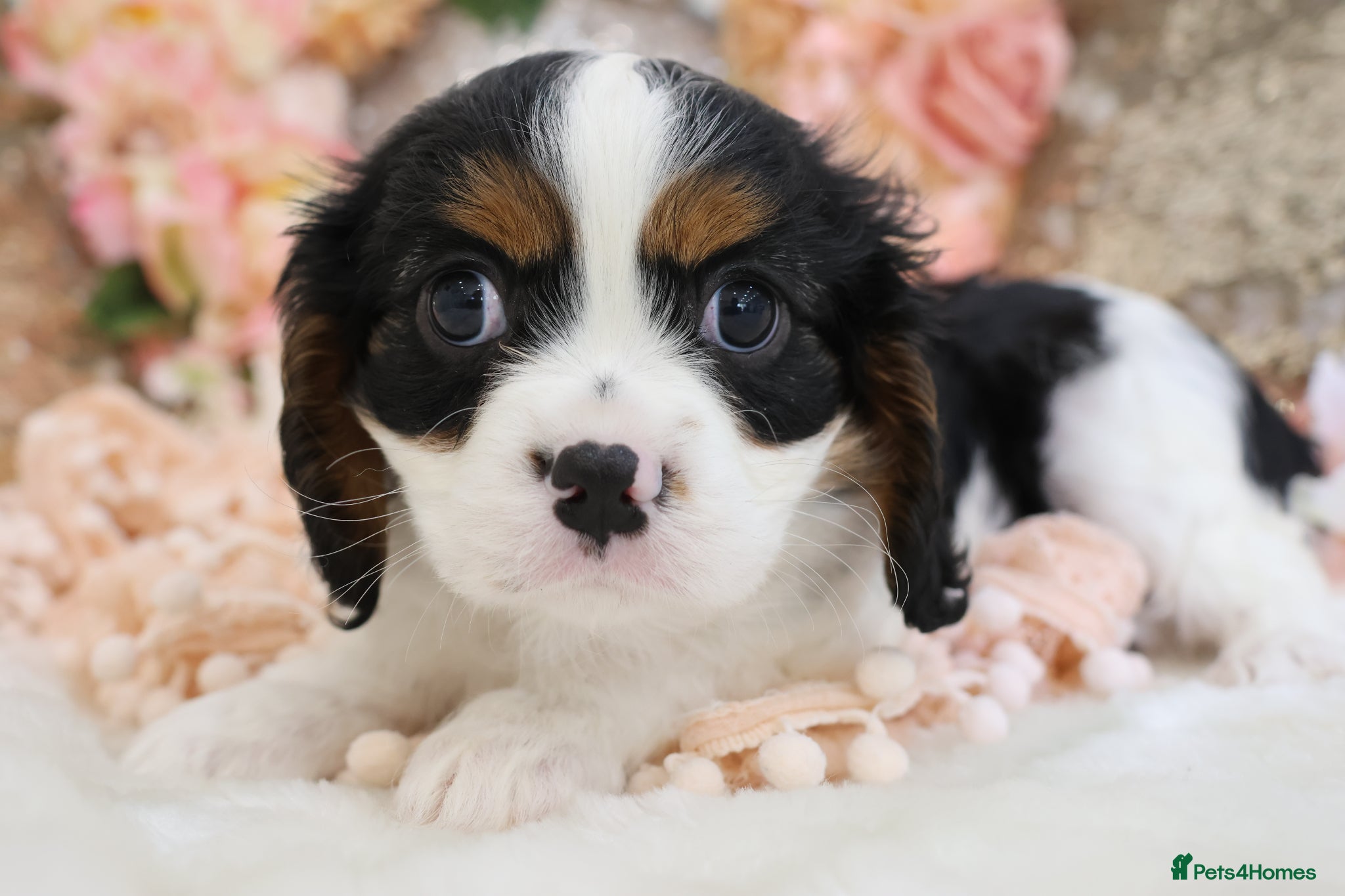 Cavalier King Charles Spaniel dogs HEALTH TESTED KC Cavalier King Charles Spaniels - Advert 6