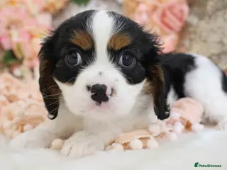 Cavalier King Charles Spaniel dogs HEALTH TESTED KC Cavalier King Charles Spaniels - Advert 6
