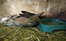 Mini Lop rabbits for sale: Plush mini lops  - Image 14