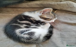 British Longhair cats for sale: Beautiful kitten for sale - Image 14