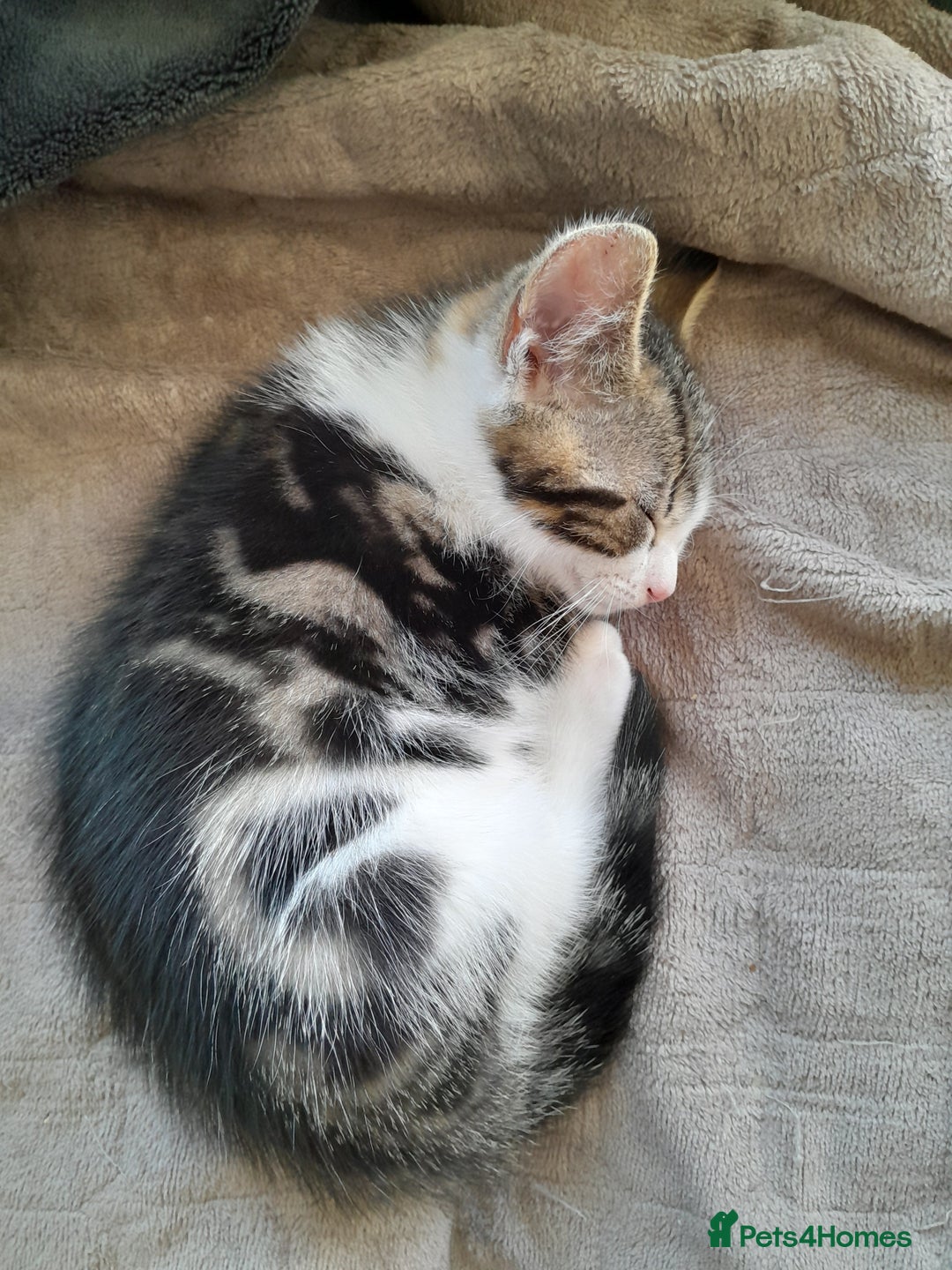British Longhair cats for sale: Beautiful kitten for sale - Image 14