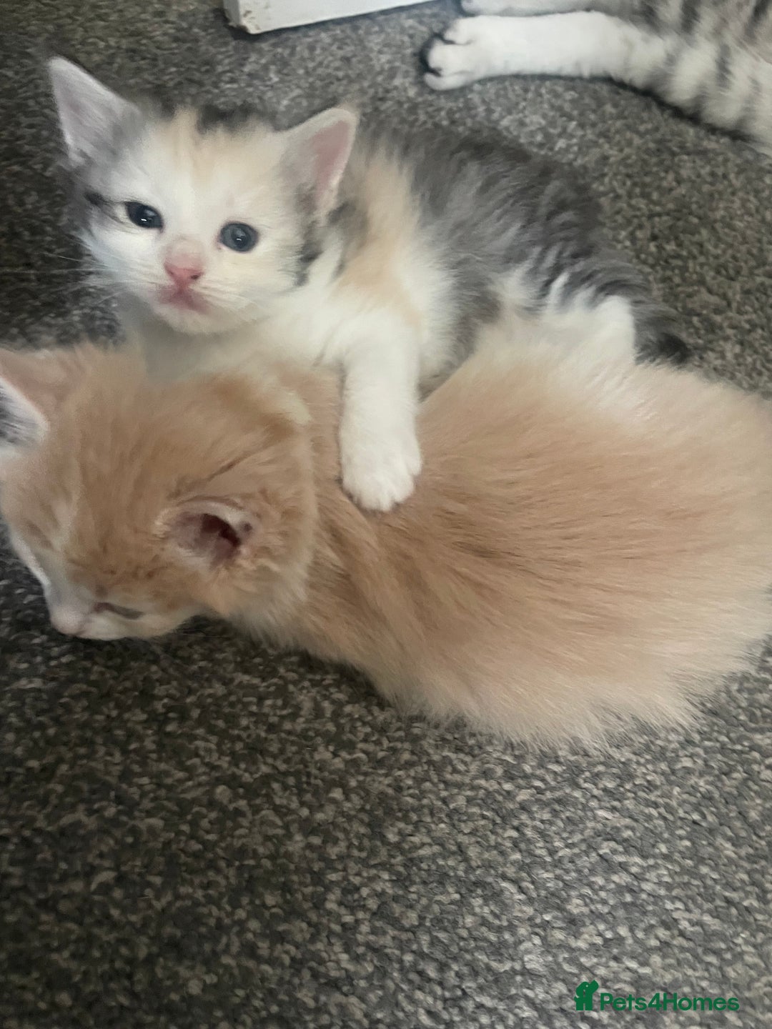 Mixed Breed cats for sale: 3 gorgeous kittens 2 long hair 1 short  - Image 8