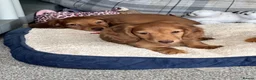 Miniature Dachshund dogs for sale: Shaded red longhaired boy and girl - Advert 16