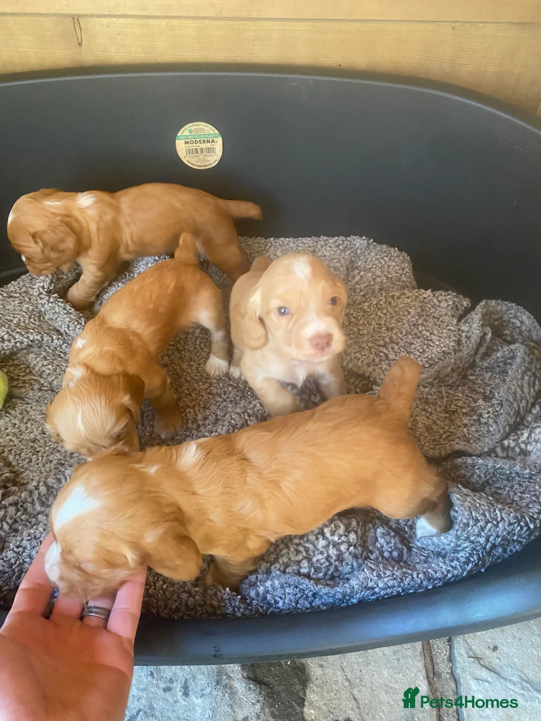Cocker Spaniel dogs for stud: Proven KC Golden Cocker Dog in Winkleigh - Advert 8