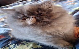 Persian cats for sale: Beautiful  pure bred blue/cream female persian  - Advert 1