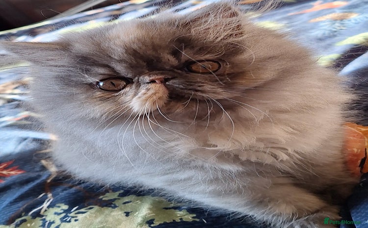 Persian cats Beautiful  pure bred blue/cream female persian  - Advert 3
