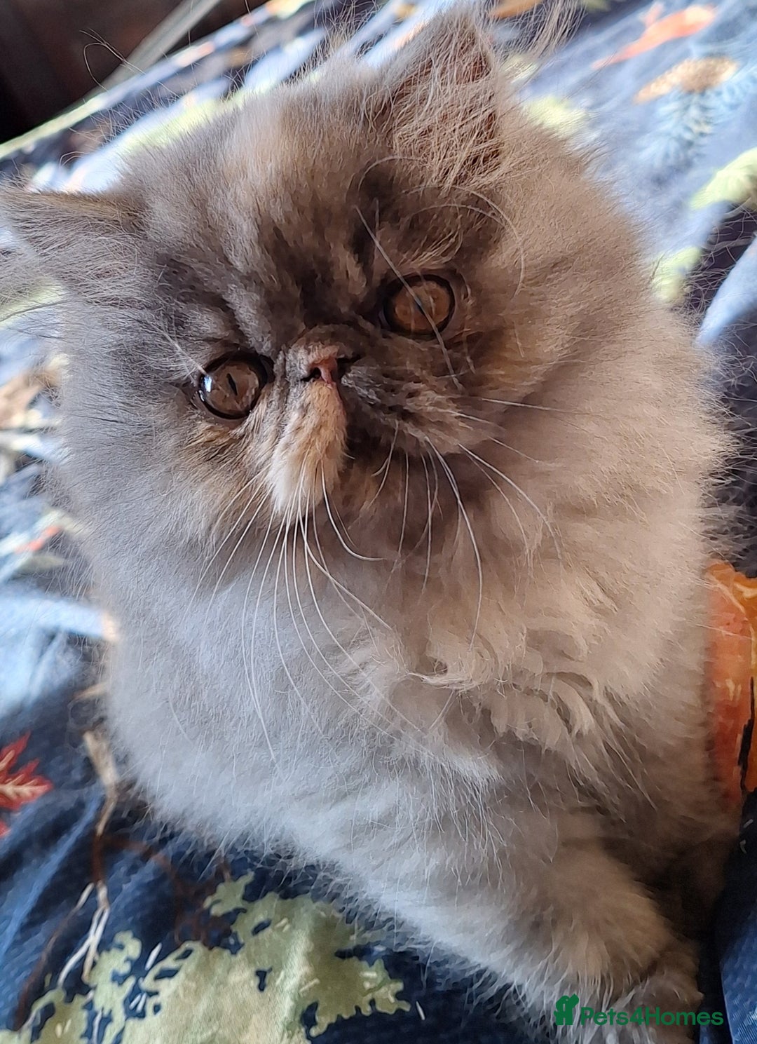 Persian cats for sale: Beautiful  pure bred blue/cream female persian  - Advert 1