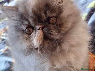 Persian cats Beautiful pure bred blue/cream female persian - Advert 3
