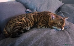 Bengal cats for sale: 🐆Rehoming our Beautiful 🔥Bengal Cats 🥺 TICA Reg - Image 19