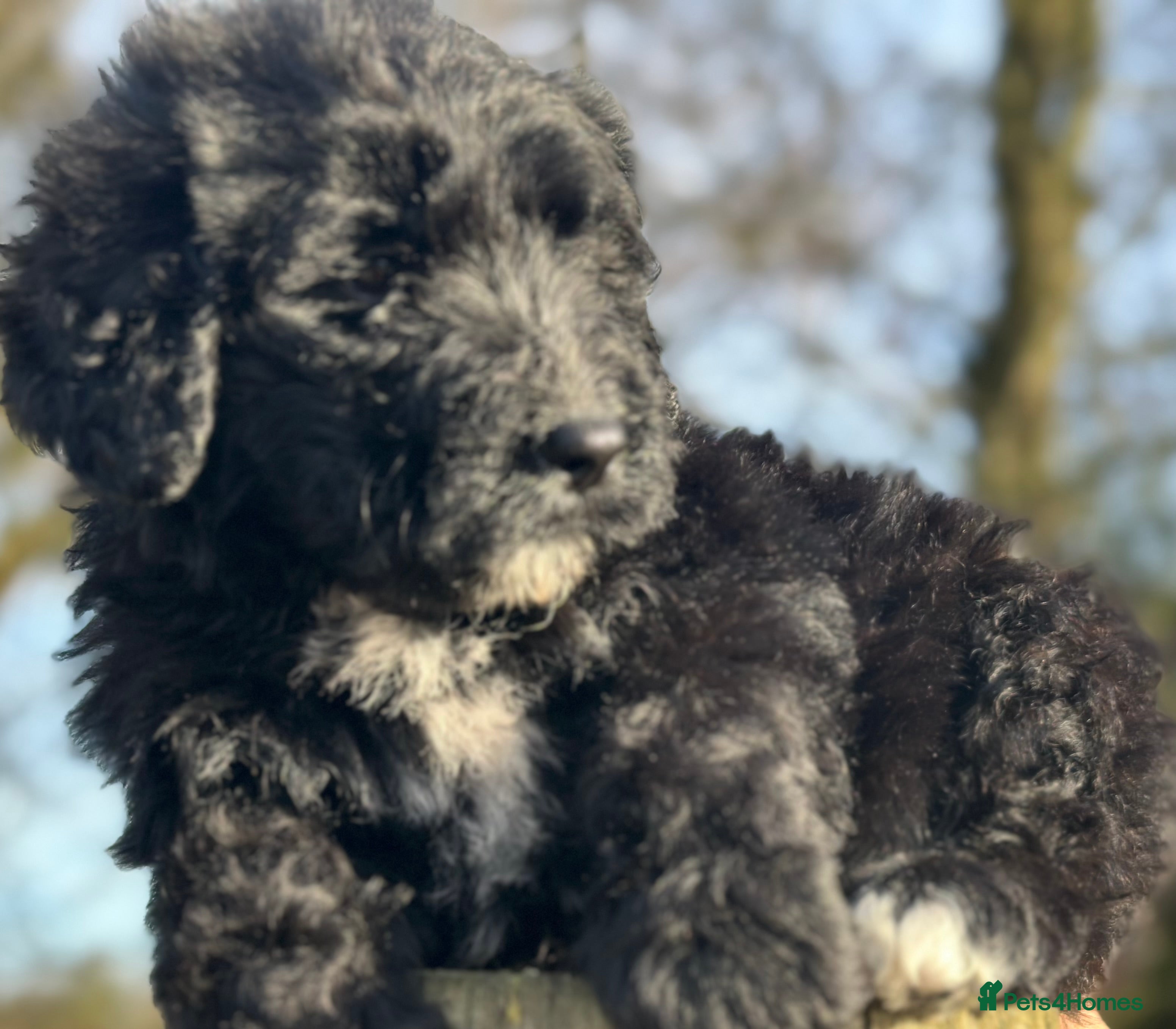 Bernedoodle dogs F1 STANDARD 1500 BERNADOODLE LAST BOYS AVAILABLE - Advert 2