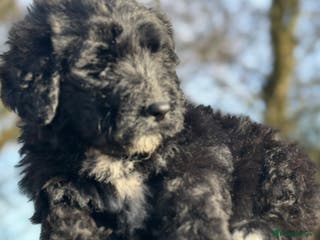 Bernedoodle dogs F1 STANDARD 1500 BERNADOODLE LAST BOYS AVAILABLE - Advert 2