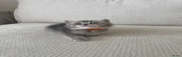 British Shorthair cats for sale: British shorthair kittens - Advert 10