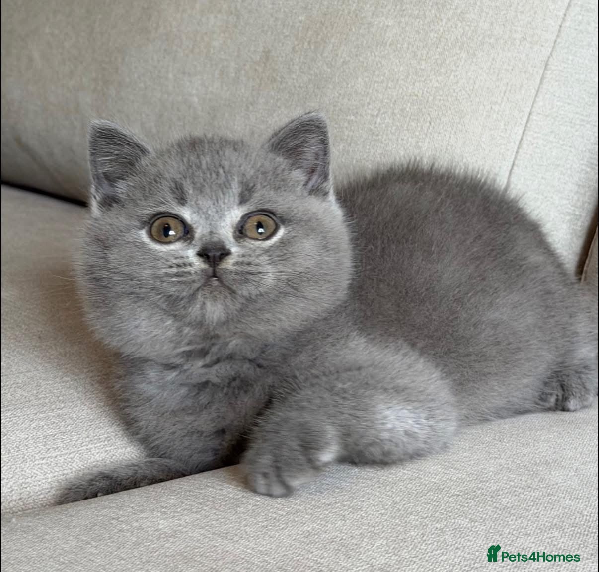 British Shorthair cats ✨ GCCF BEAUTIFUL KITTENS ✨ - Advert 2