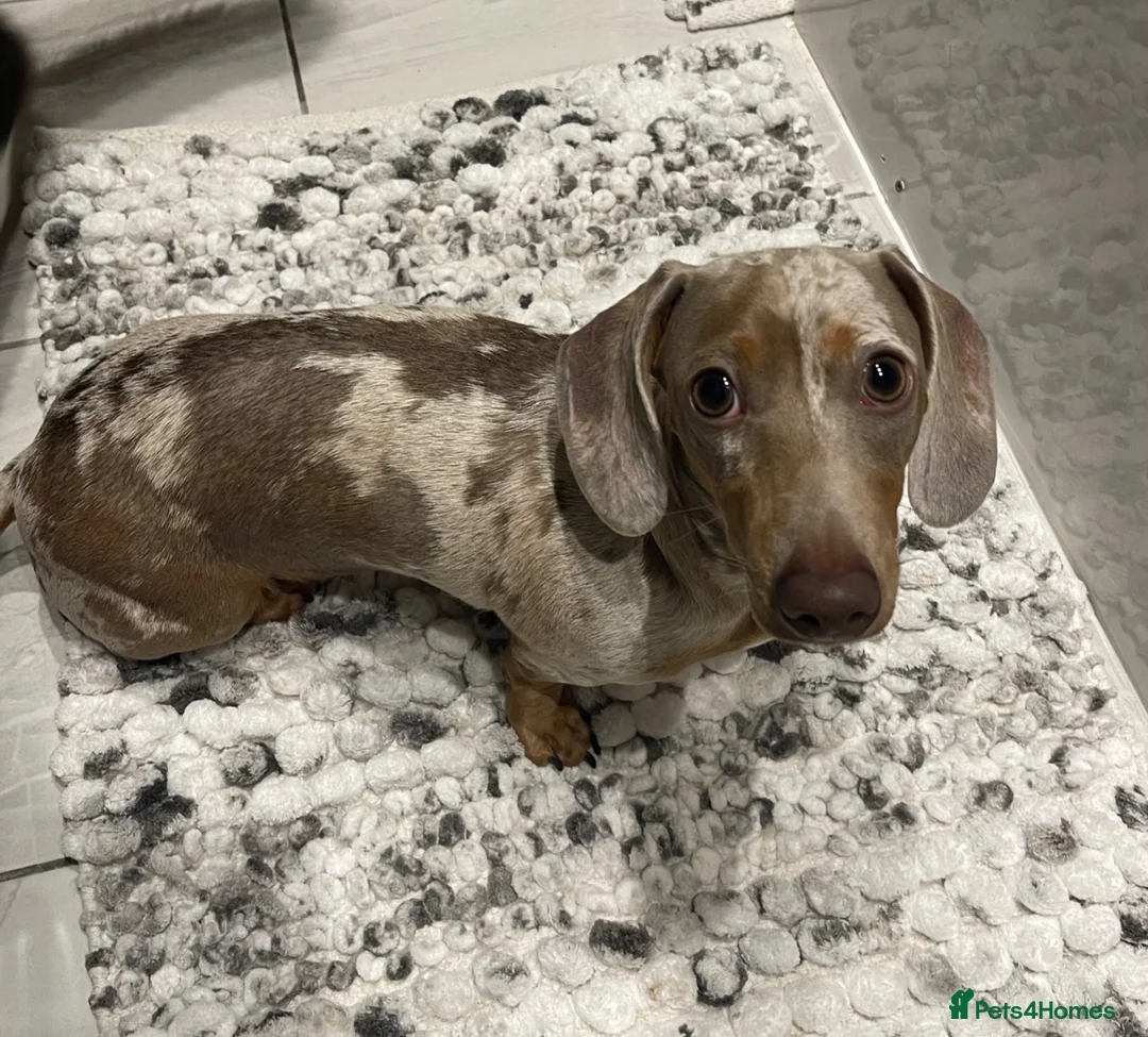 Dachshund dogs for sale: 2 Gorgeous Dachshund Girls - Advert 2