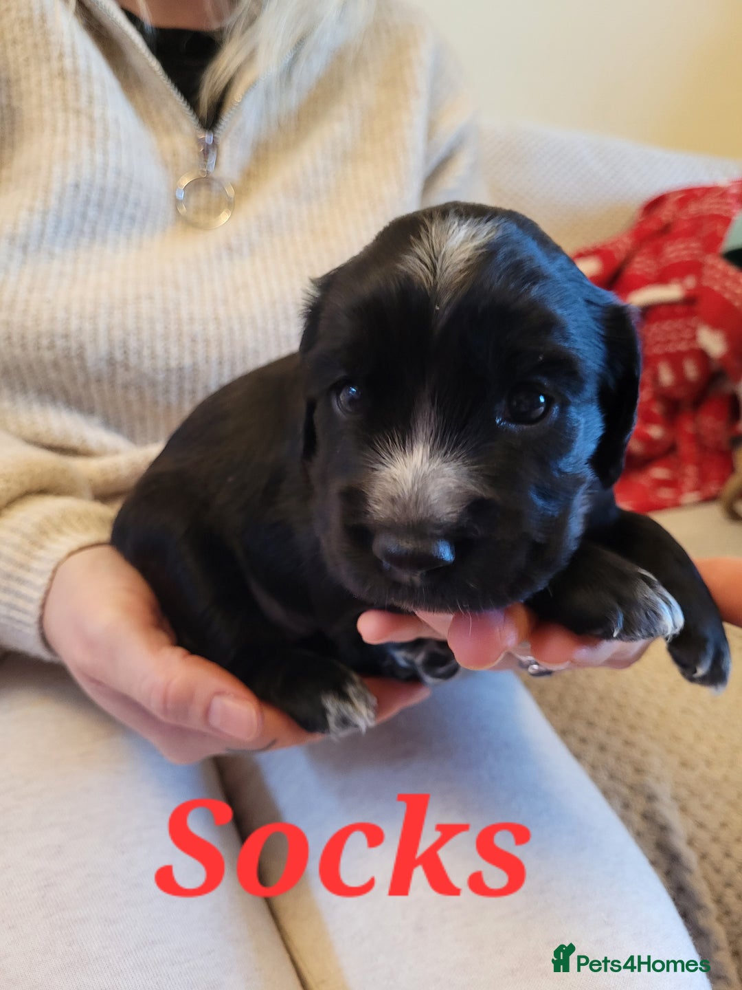 Cocker Spaniel dogs for sale: Gorgeous litter of cocker spaniels - Advert 18