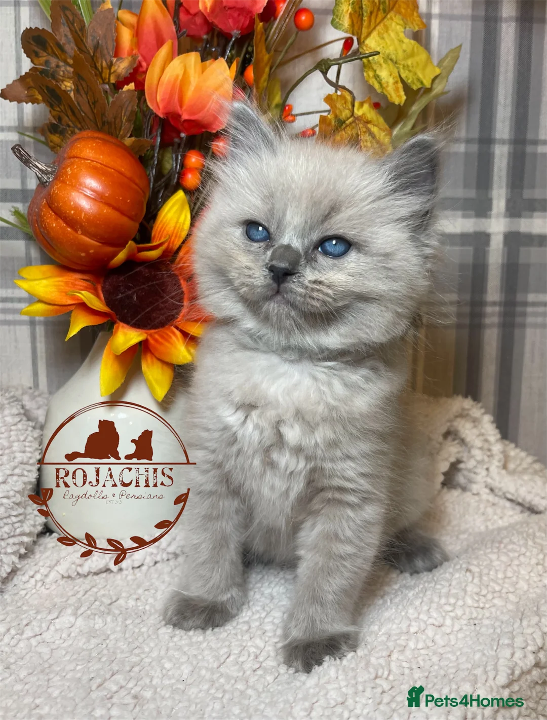 Ragdoll cats for sale: Pedigree Cherubim Blue Mink Ragdoll - Advert 11