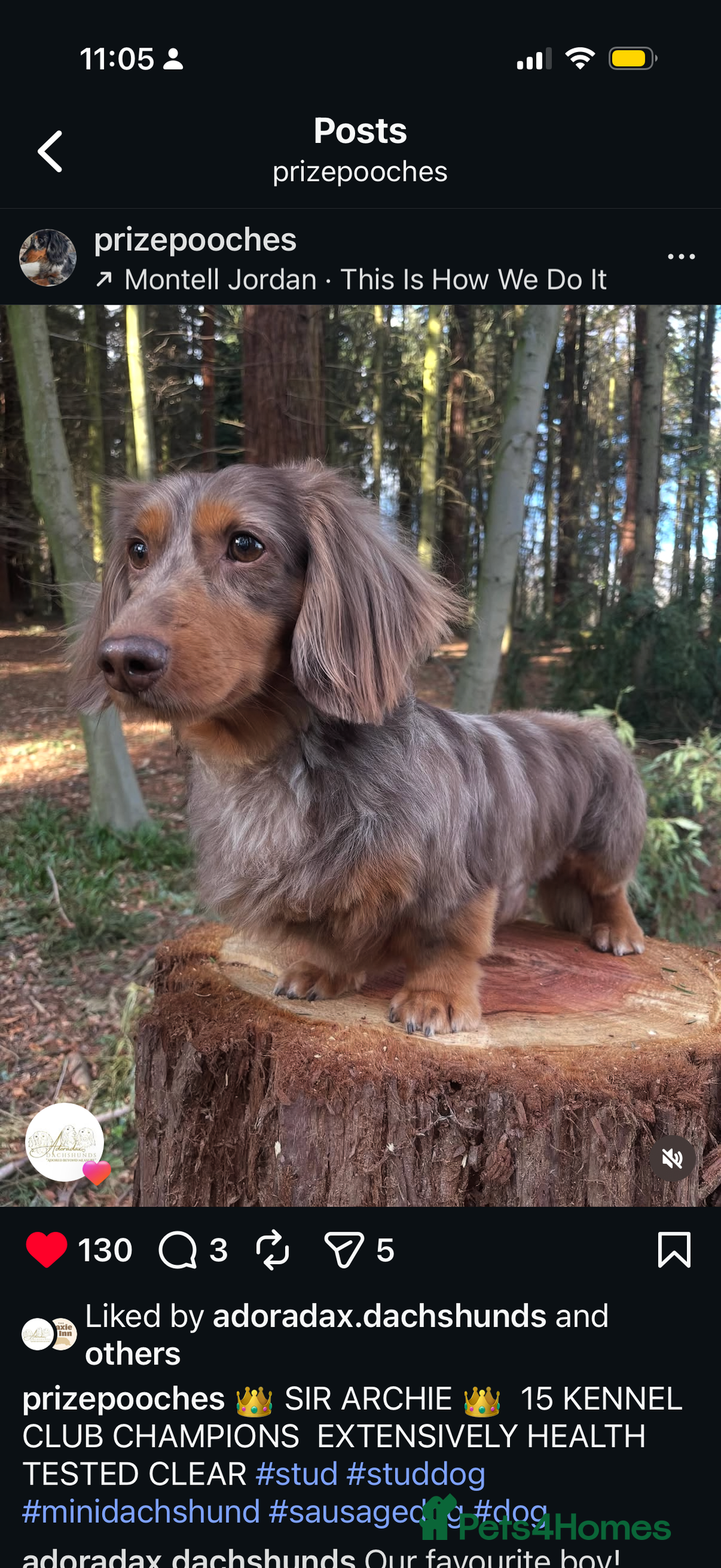 Miniature Dachshund dogs for sale: Quality Russian shaded red minis - Advert 26