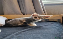 Domestic Shorthair cats for sale: Grey part tabby girl - Image 3