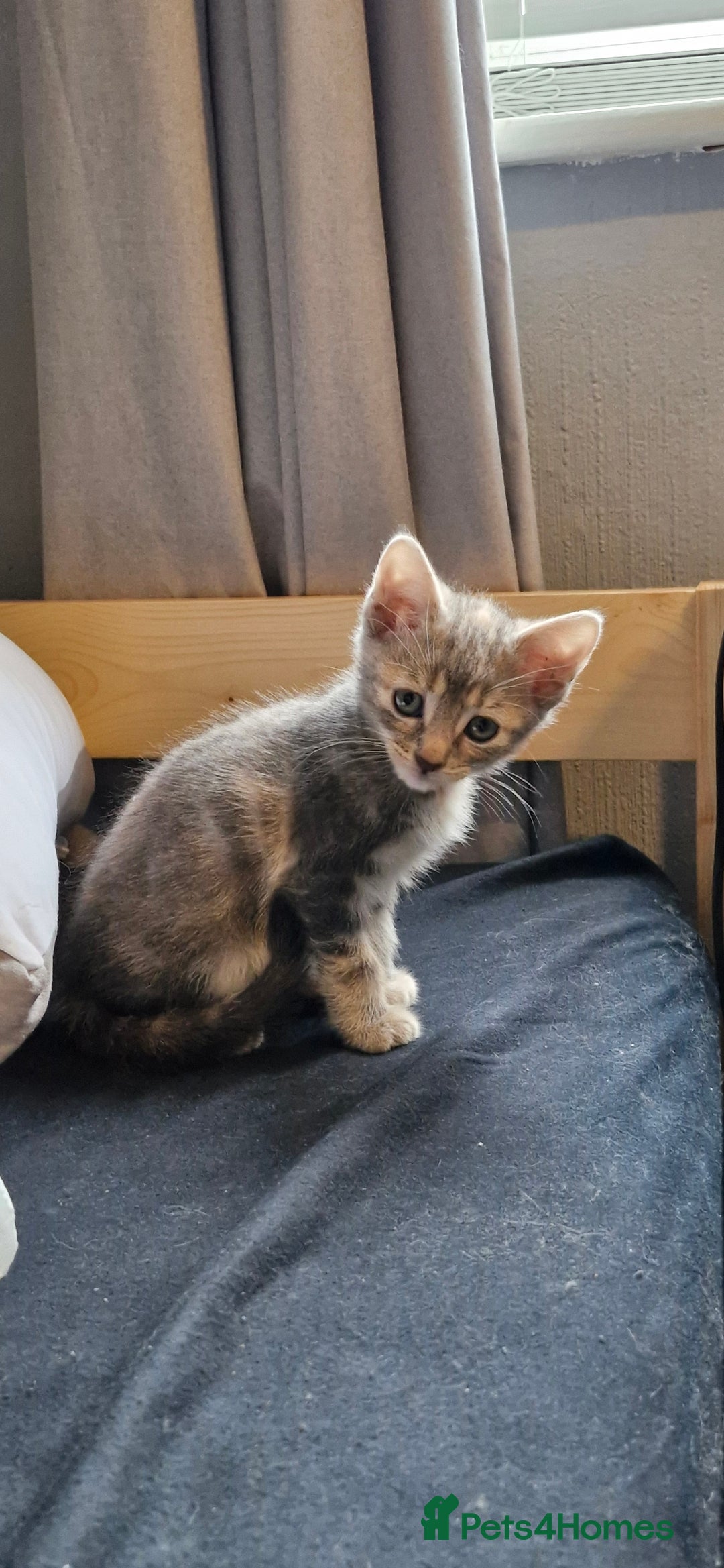 Domestic Shorthair cats for sale: Grey part tabby girl - Image 3