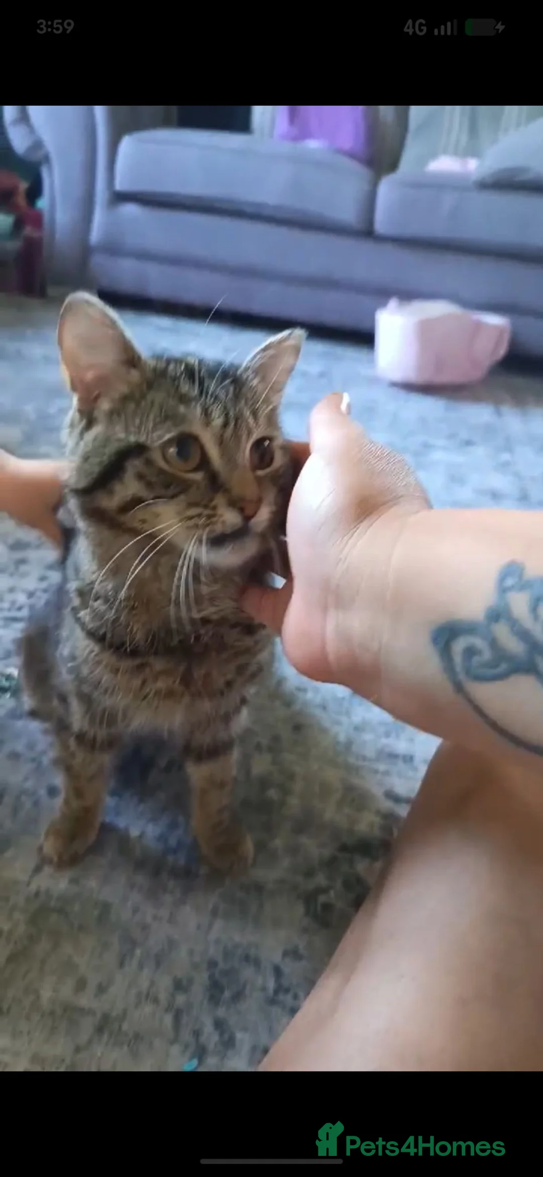 Mixed Breed cats for sale: (FREE) Tabby male cat - Advert 1