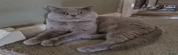 British Shorthair cats for sale: GCCF Registered Britsh Shorthairs £990 for both - Advert 4