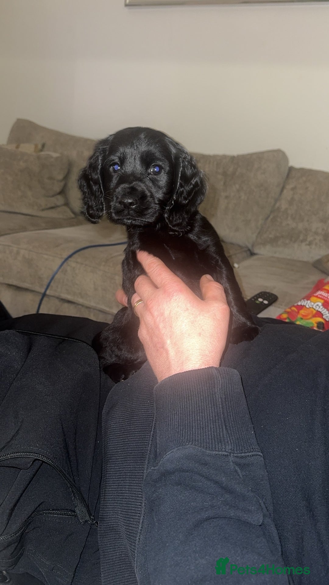 Cockapoo dogs for sale: Beautiful black F1B cockapoo boy ready next week  - Advert 1