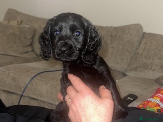 Cockapoo dogs Beautiful black F1B cockapoo boy ready next week - Advert 13
