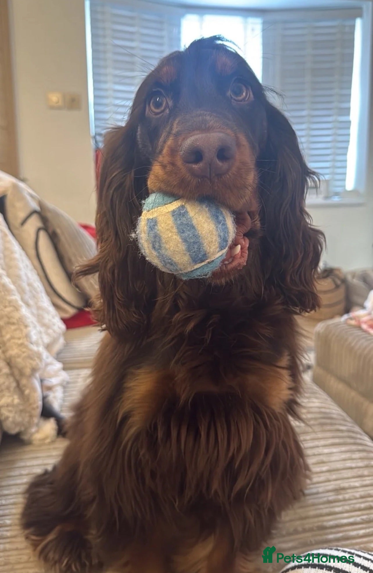 Cocker Spaniel dogs **LOVING HOME WANTED FOR MAGGIE COCKER SPANIEL**  - Advert 1