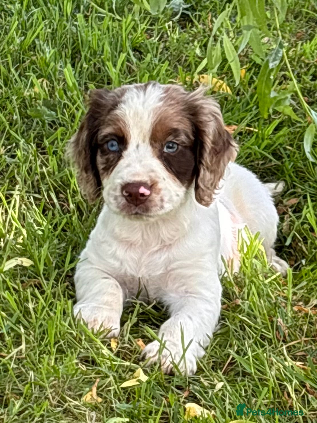 Sprocker dogs for sale: Male sprocker puppies - Advert 1