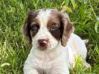 Sprocker dogs Male sprocker puppies - Advert 2